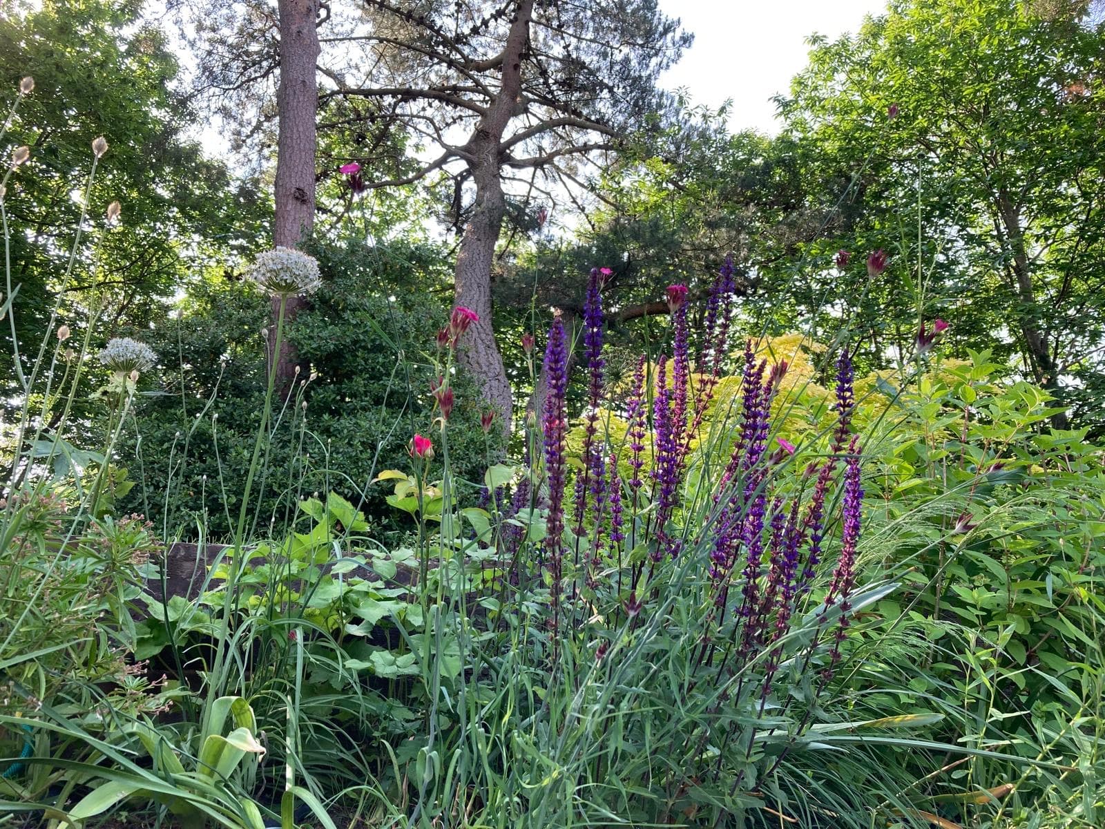 Camberley, Surrey garden design