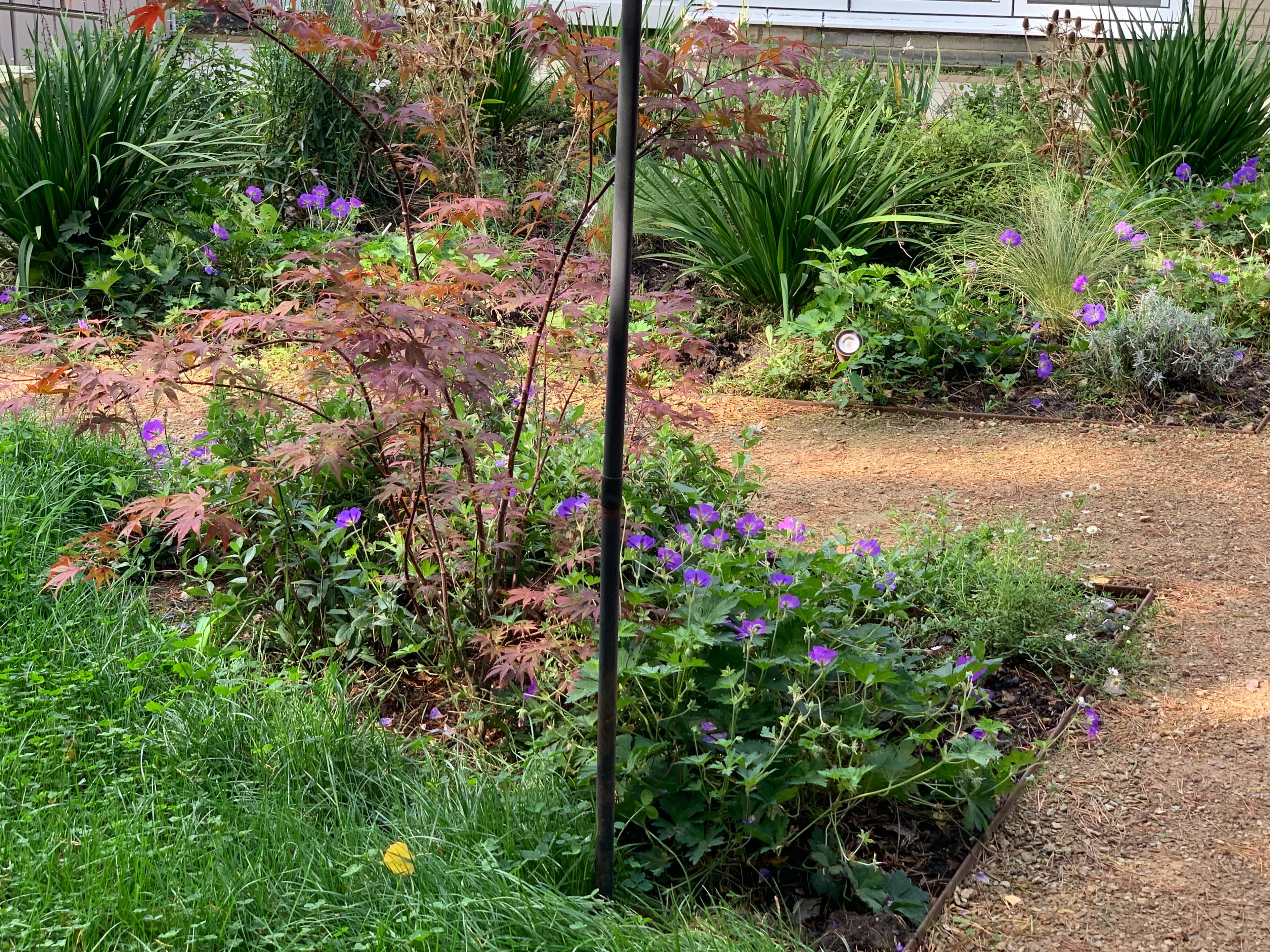 Camberley, Surrey garden design