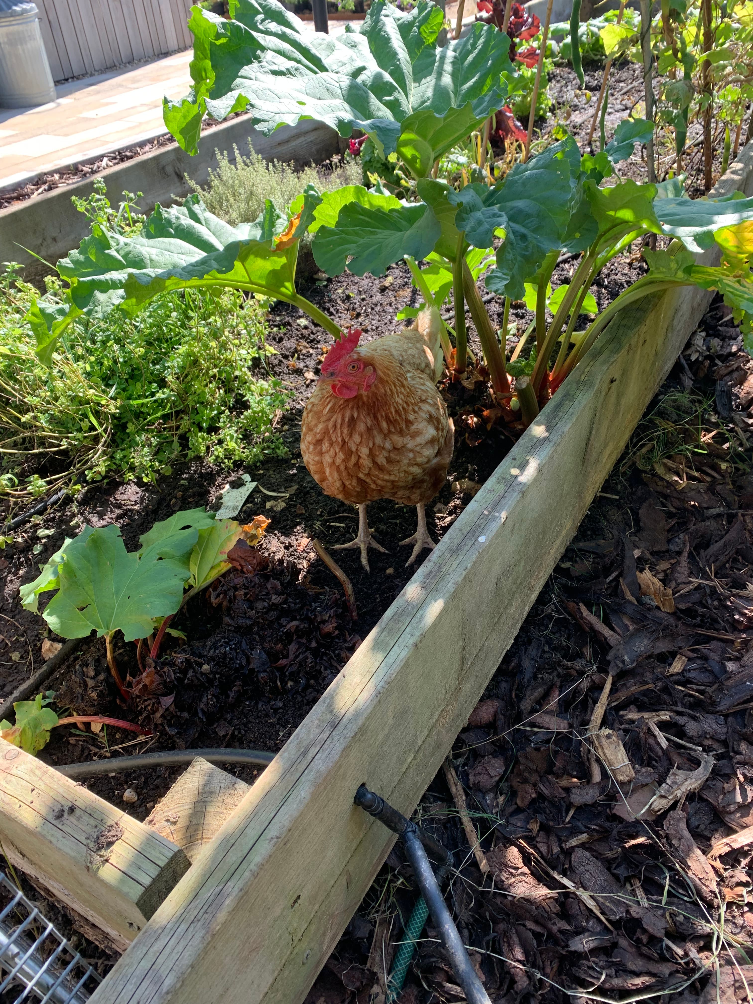St. Albans, Hertfordshire garden design