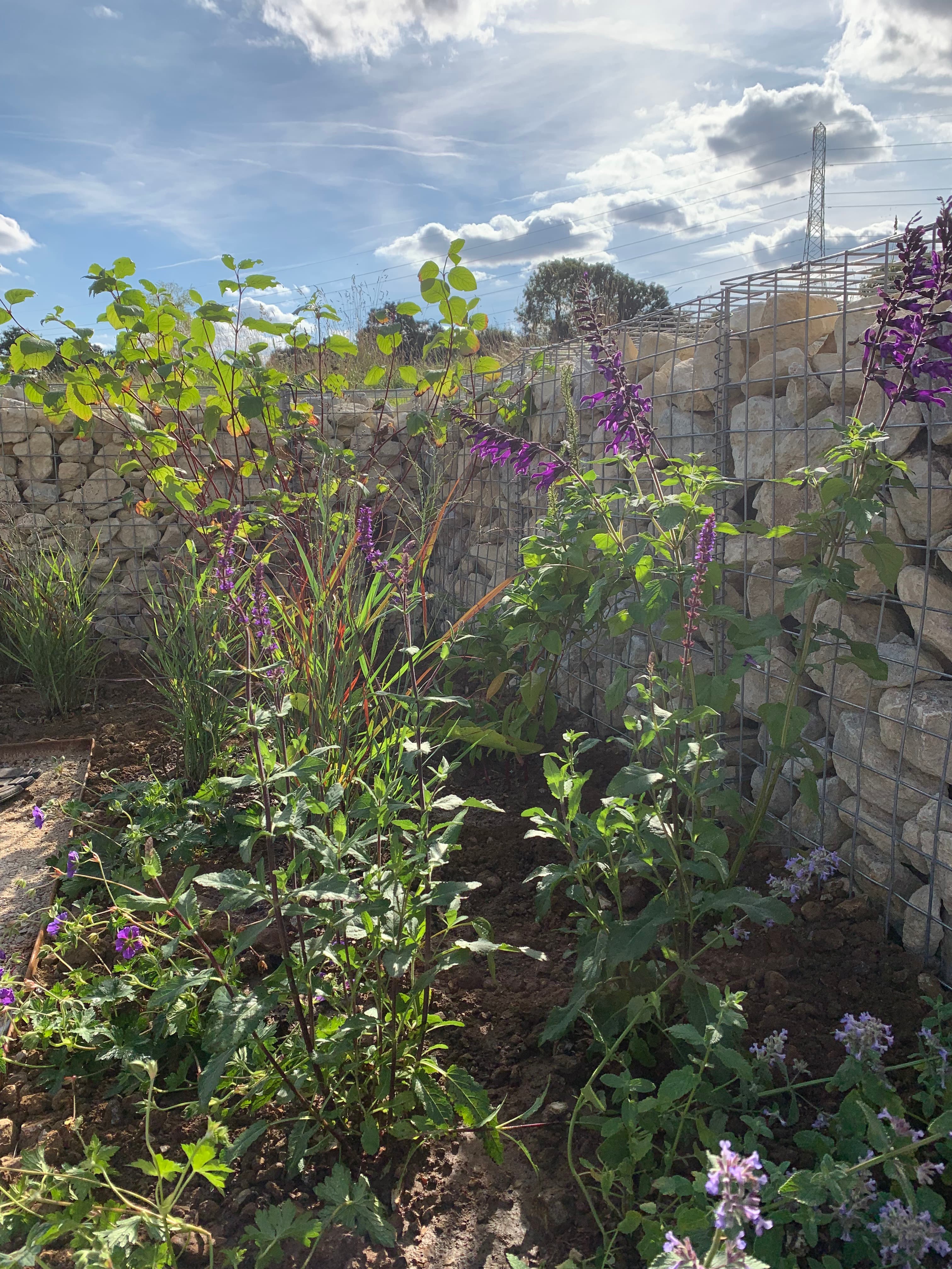 St. Albans, Hertfordshire garden design