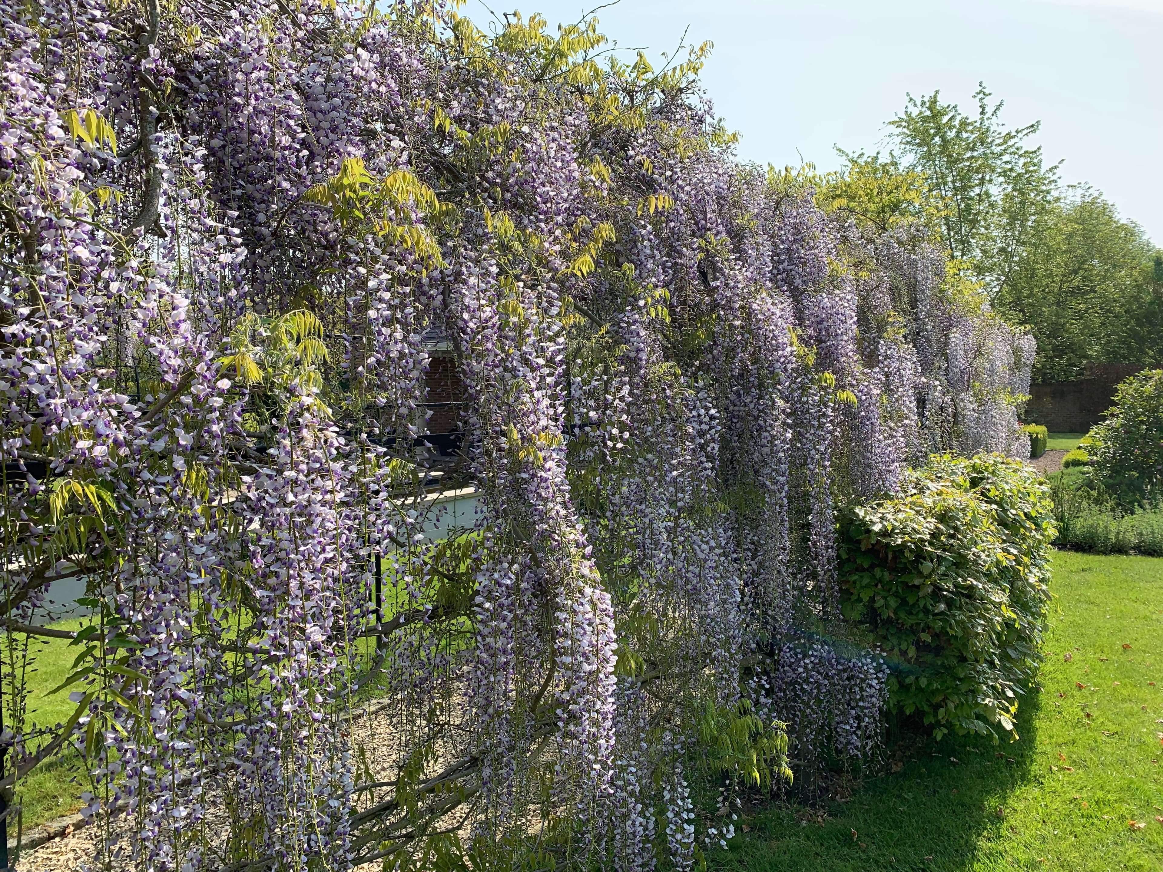 Winkfield, Berkshire garden design