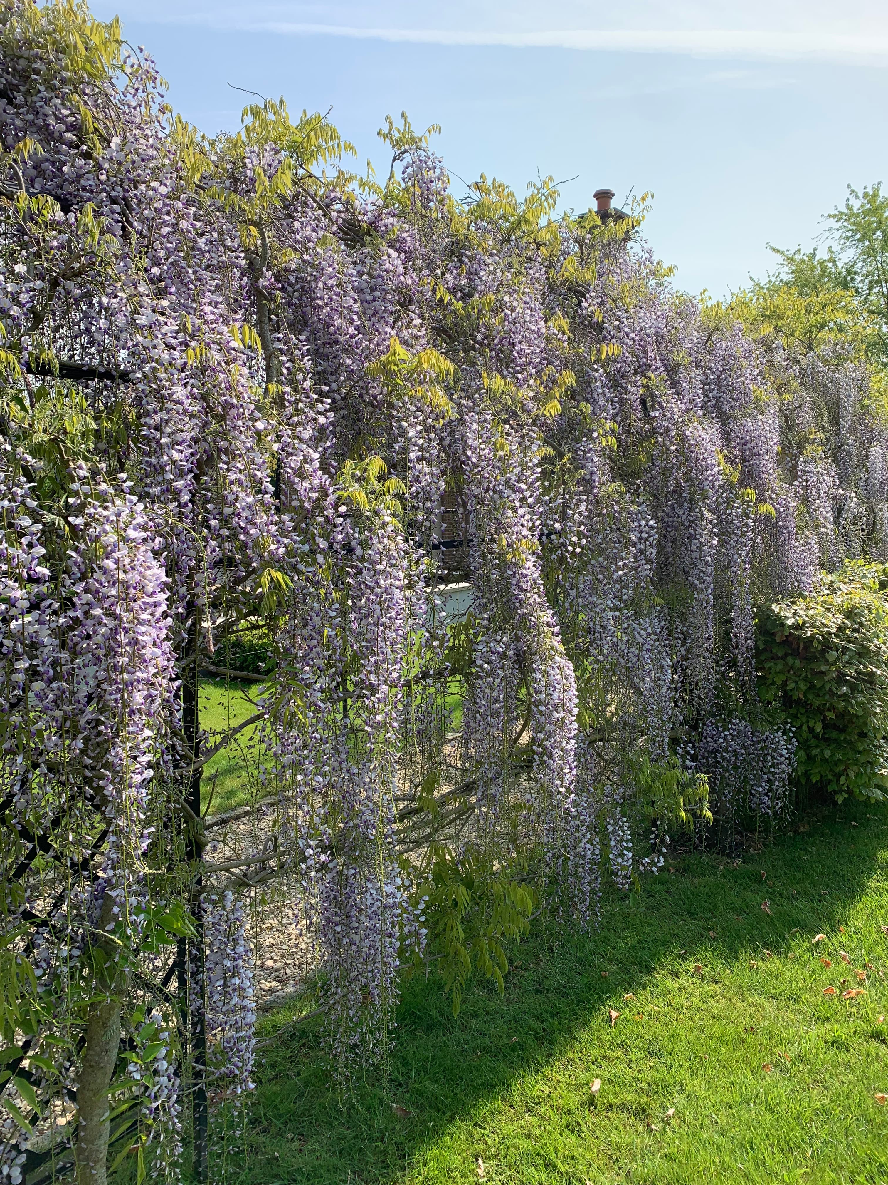 Winkfield, Berkshire garden design